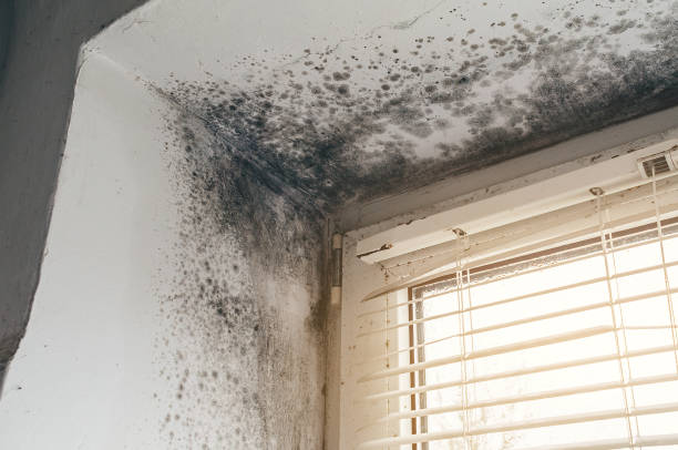 Trusted Black Mold Removal service in Great Mills, MD - Cheap Mold Removal